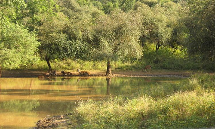 Sariska Tiger Reserve, Rajasthan (Source: Vasundhara Deogawanka via IWP Flickr Photos)