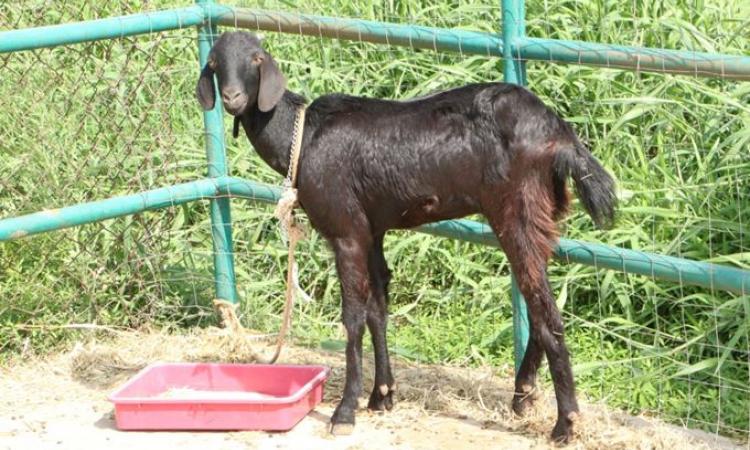 Osmanabadi breed, one of the breeds of goats studied for its climate resilience. (Pic courtesy: ISW)