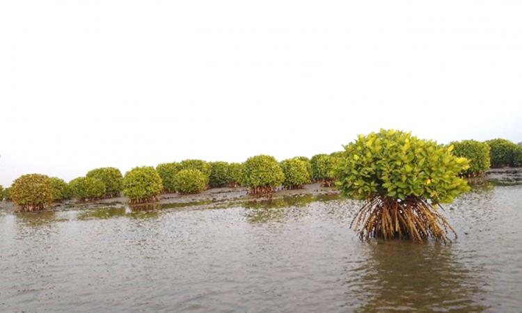 Mangrove forest located in the coastal regions of Kerala. (Pic courtesy: India Science Wire)