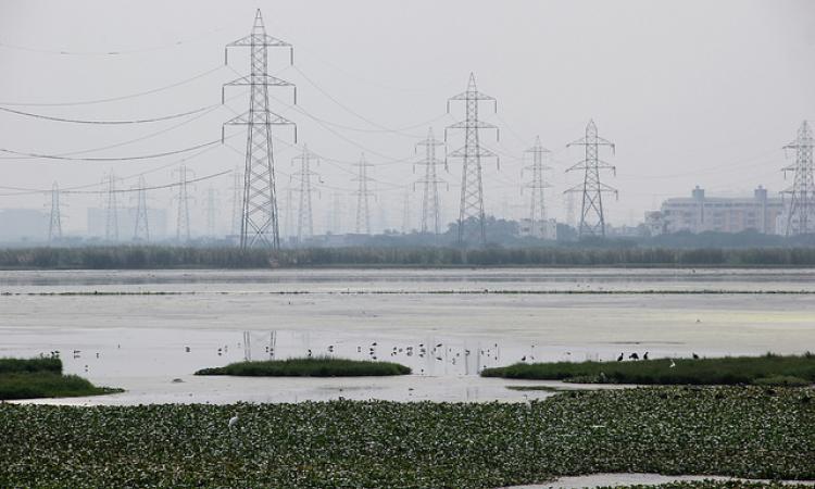 Home to over 300 species of birds, the Pallikaranai marsh is being increasingly threatened by rapid urbanisation. (Image: IWP Flickr)