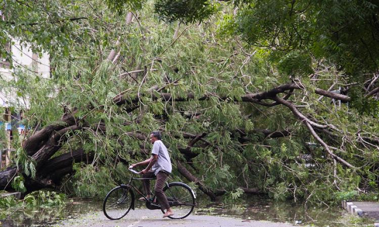 One of the many calamities of cyclone Vardah in Jawahar Nagar near Perambur. 