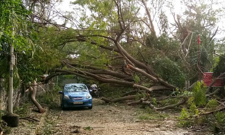 In a cyclone in 2016, thousands of trees were uprooted (Image source: IWP Flickr photos)