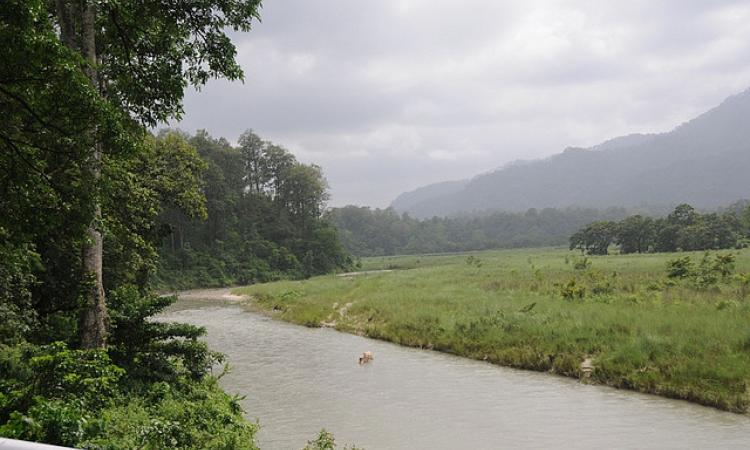 Mangpong forest in West Bengal