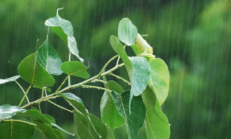 Rainfall in India (Source: Varun Duta Gupta via IWP's Flickr Photos)