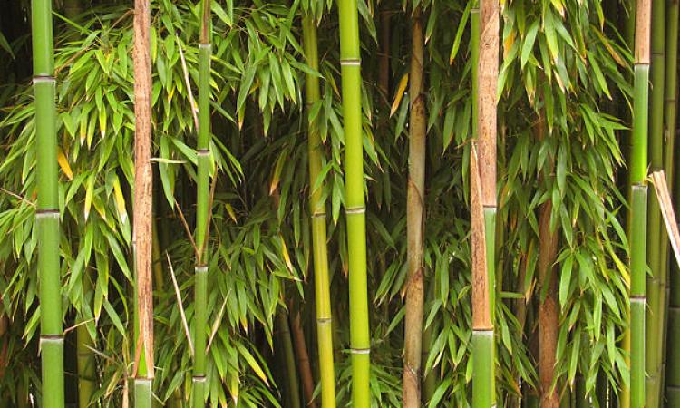 Bamboo hit by climate change Source: Wikimedia