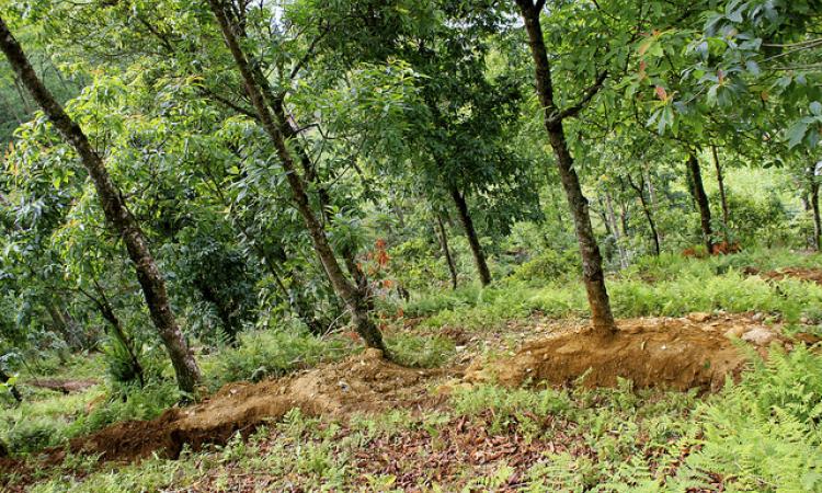 A forest area in Sikkim (Source: IWP Flickr Photos)