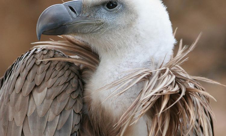 Griffon Vulture (Source:Thermos,Wikipedia)