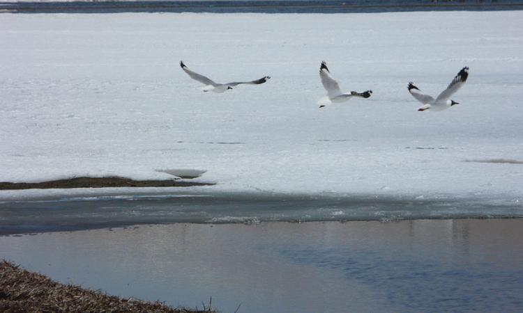 Black-headed gull is one of the 40 species of birds at Tso Moriri. (Photo: Keith Goyden)