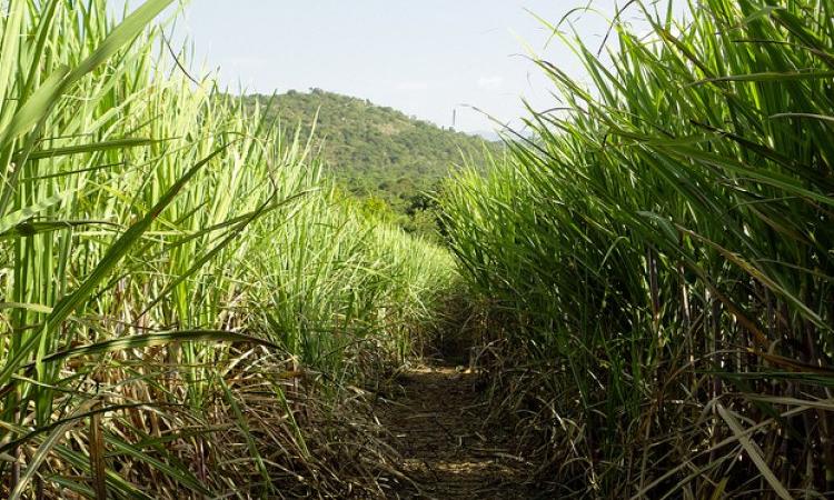 A sugarcane farm (Source: IWP Flickr photos)