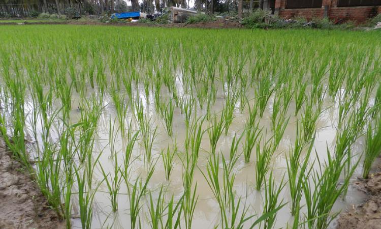 Paddy is one of the thirsty crops. (Photo: IWP Flickr photos)