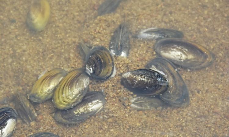 Clams in Wainganga river (Source: India water portal)