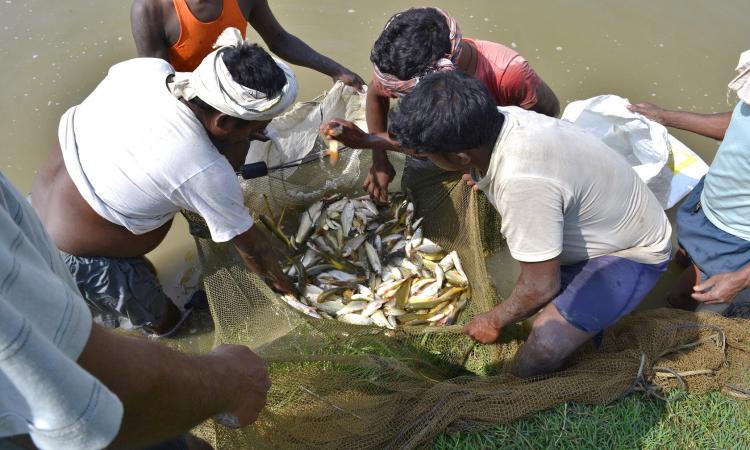 First half of the day is spent netting the fish which is sold in the evening.