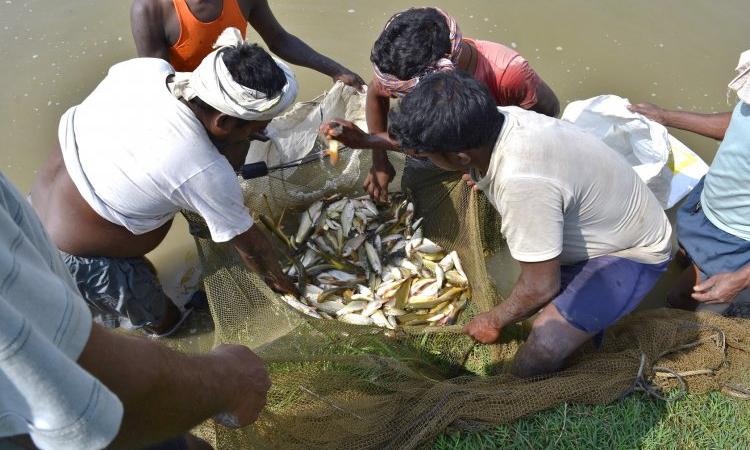 Freshwater fish species across the world under grave threat (Source: IWP Flickr photos)