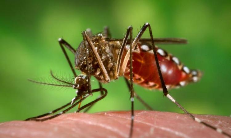 Wanted for murder: The Aedes aegypti mosquito the primary vector for Dengue (Source: James Gathany [Public domain], Wikimedia Commons)
