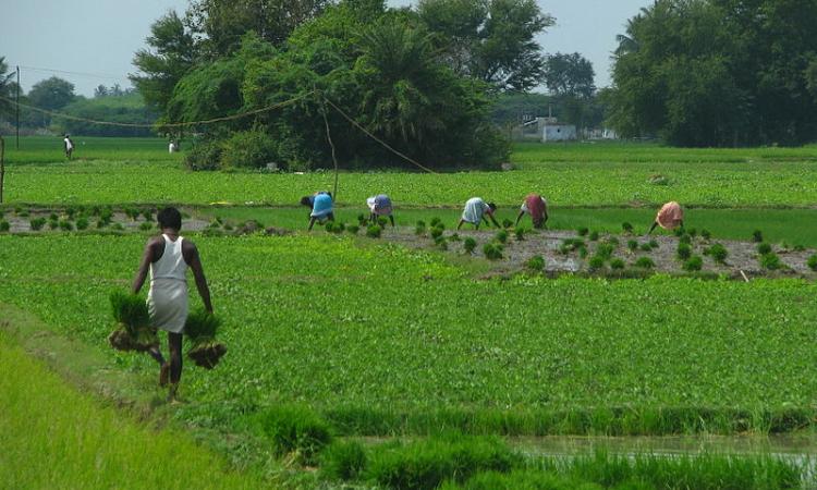 Villagers planting paddy crops (Source: Wikipedia)