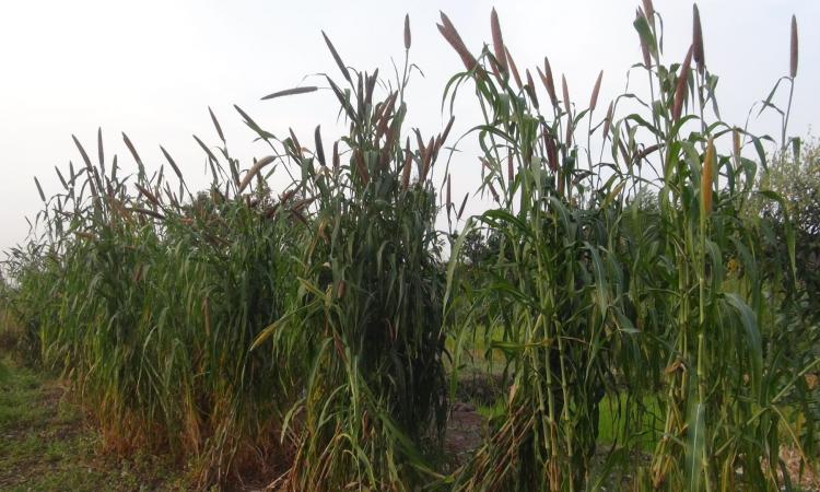 This variety of bajra has extended whiskers on its seeds when on the plant. This prevented the birds from eating it. Growing bajra in Pandutalav became possible only when Majlis could lay its hands on this variety. (Image: Majlis)