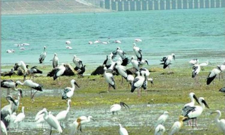 Godavari river at Jayakwadi dam, Aurangabad (Source: Wikimedia Commons)