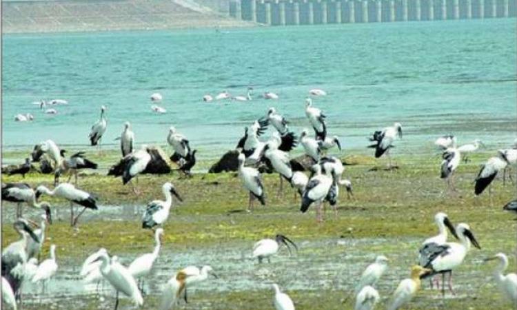 Godavari river at Jayakwadi dam, Aurangabad (Source: Wikimedia Commons) 