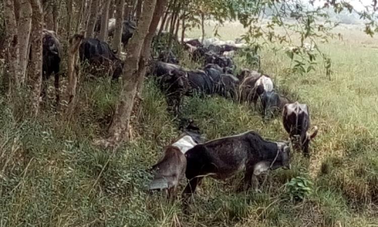 Buffaloes huddle  in the meagre shade offered by roadside trees in their search for water