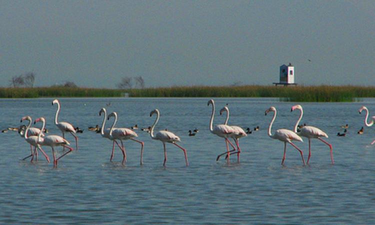 Chilika bird sanctuary, Odisha (Source:Aditi Pany)