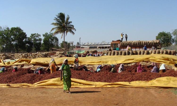 Red chilli wholesale market at Karnataka (Image: Pxhere, CC0 Public Domain)