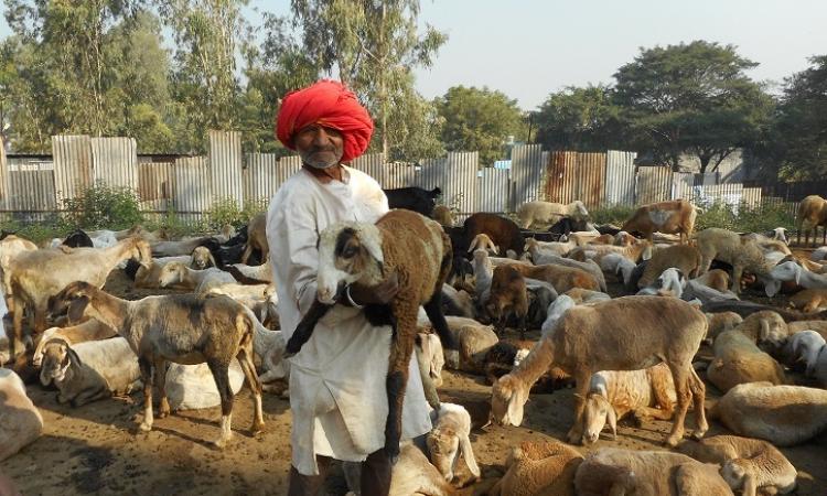 Dhangars are pastoralists in Maharashtra. (Source: India Water Portal)