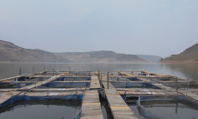 Cage farming at Dhimbe dam, Maharashtra