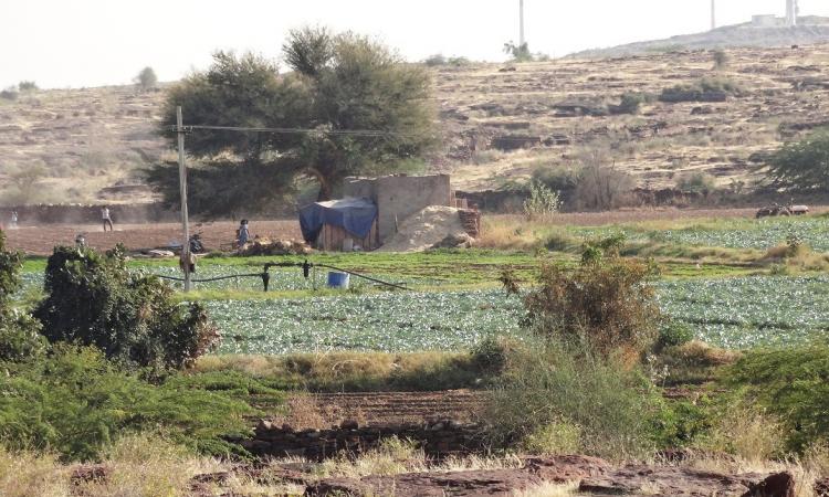 Baadi's lush fields amidst barren landscape