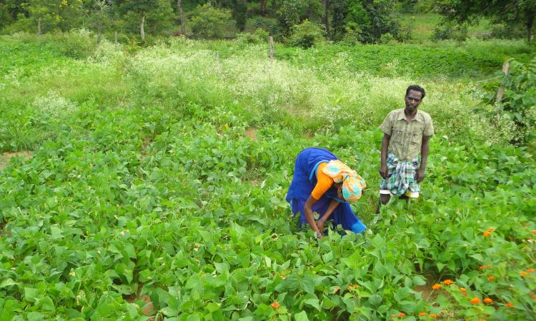 Marginal farmers cultivating vegetables in Erode