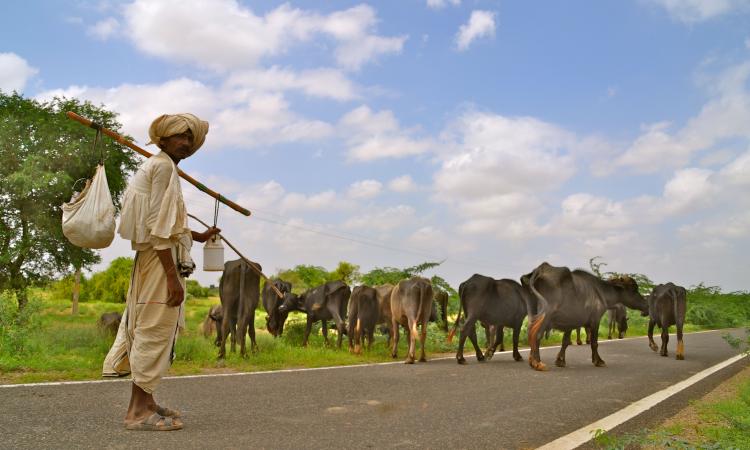 Rearing livestock: the mainstay of people in Rapar