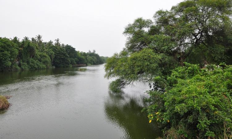 Cauvery river. (Source: India Water Portal)