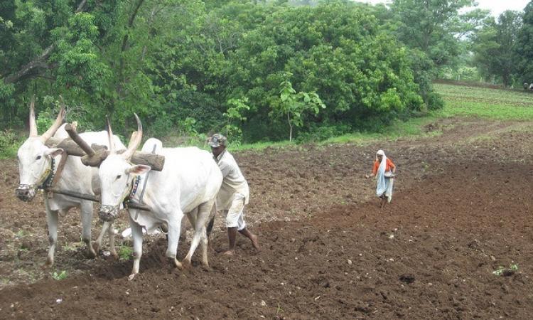 A farmer couple ploughing their fields