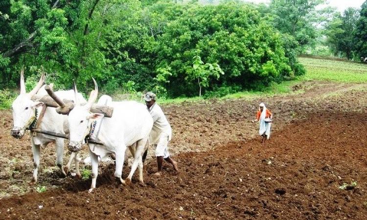 TN farmers in the midst of a crisis. (Source: IWP Flickr photos)