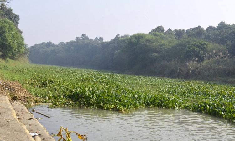 A negelcted wetland in Punjab (Source: IWP Flickr photos)