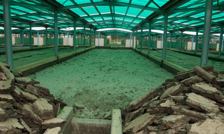 Empty faecal sludge drying bed (Image: Lars Schoebitz)