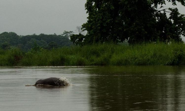 The Gangetic Dolphin (Source: Arati Kumar Rao)