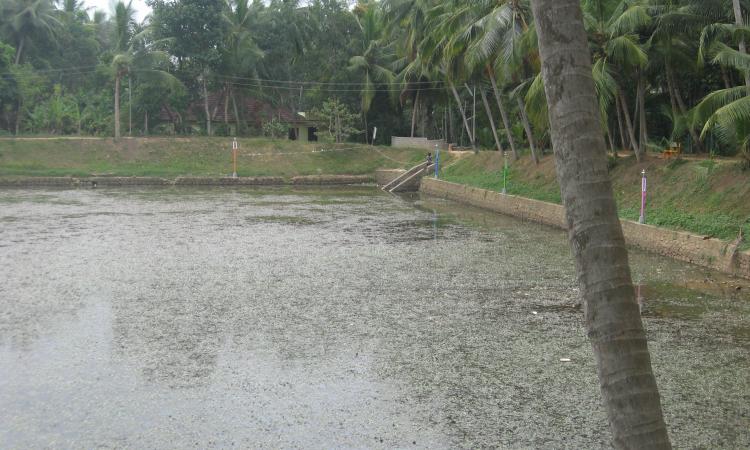 The revived Vetubali pond in Pallichal panchayat