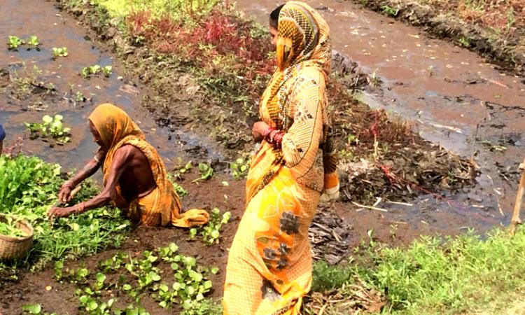 Women working on a floating garden (Source: RCDC)