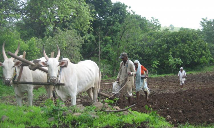 Farmer couple ploughing their field 