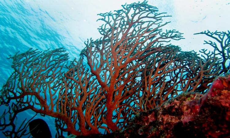 Gorgonians, one of the highly traded species, which is protected under WLPA (Photo : Vardhan Patankar)
