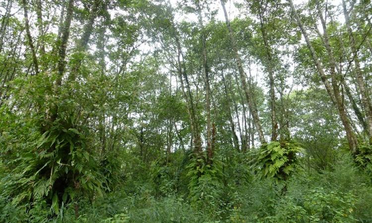 Alder trees are great nitrogen fixators