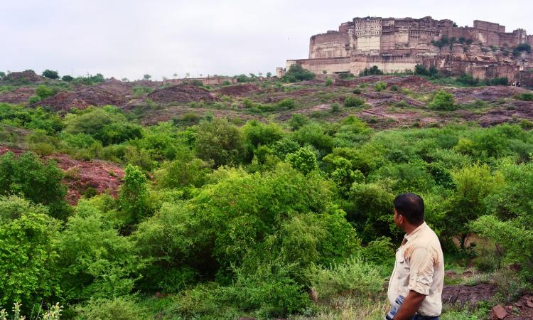 The desert park in its full glory during monsoon.