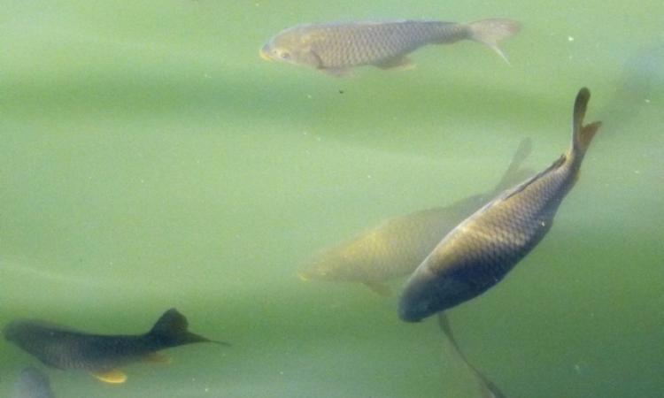 Mahseer swim in the bracing waters of the Ganga in Uttarakhand.