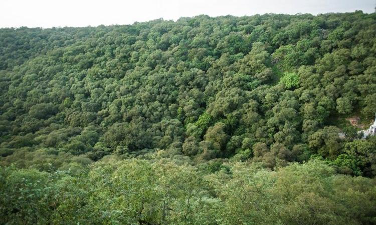 Mangar Bani, a green patch between Faridabad and Gurgaon (Image: Pradip Krishen, Facebook) 