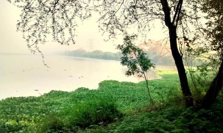 Okhla Bird Sanctuary (Source: Amit Pratap via Wikipedia)