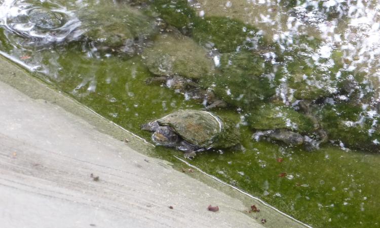 Juvenile turtles at the Sarnath Sanctuary