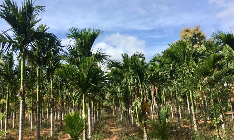 Young arecanut trees grown in drylands of Tumkur region (Gubbi Taluk, Hodalur Village) Pic Credit: Chandana Eswar