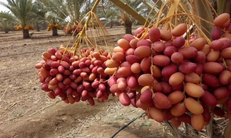 Date palm plantation in Kachchh (Image: Prayaas: The Movement of Grassroot Changes)