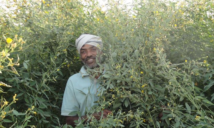 The farmer got bumper crop of pigeon pea 