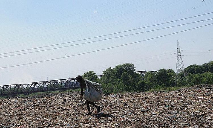 Mountains of garbage can attract a range of animals that feast on it. (Source: IWP Flickr photos)